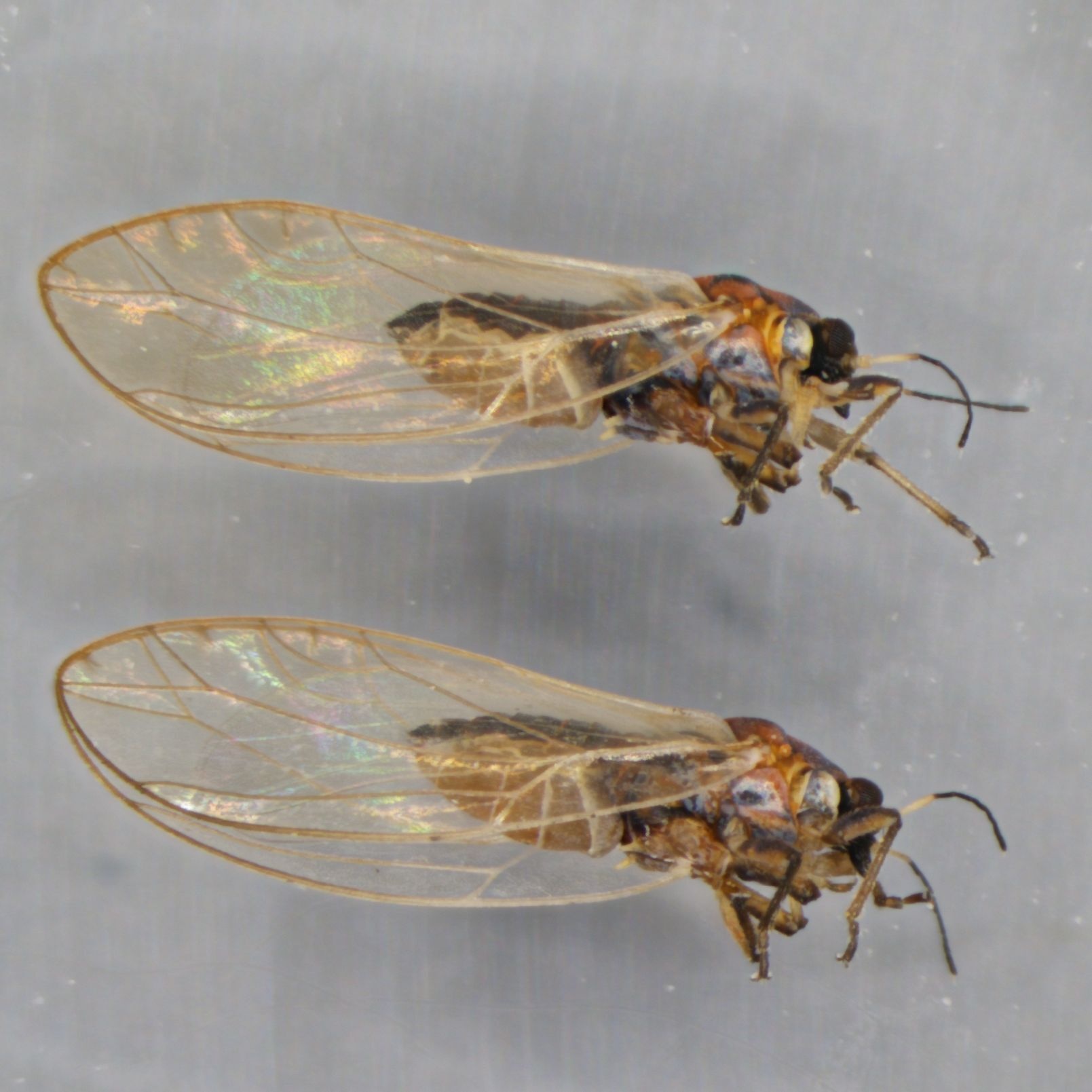 Bactericera albiventris