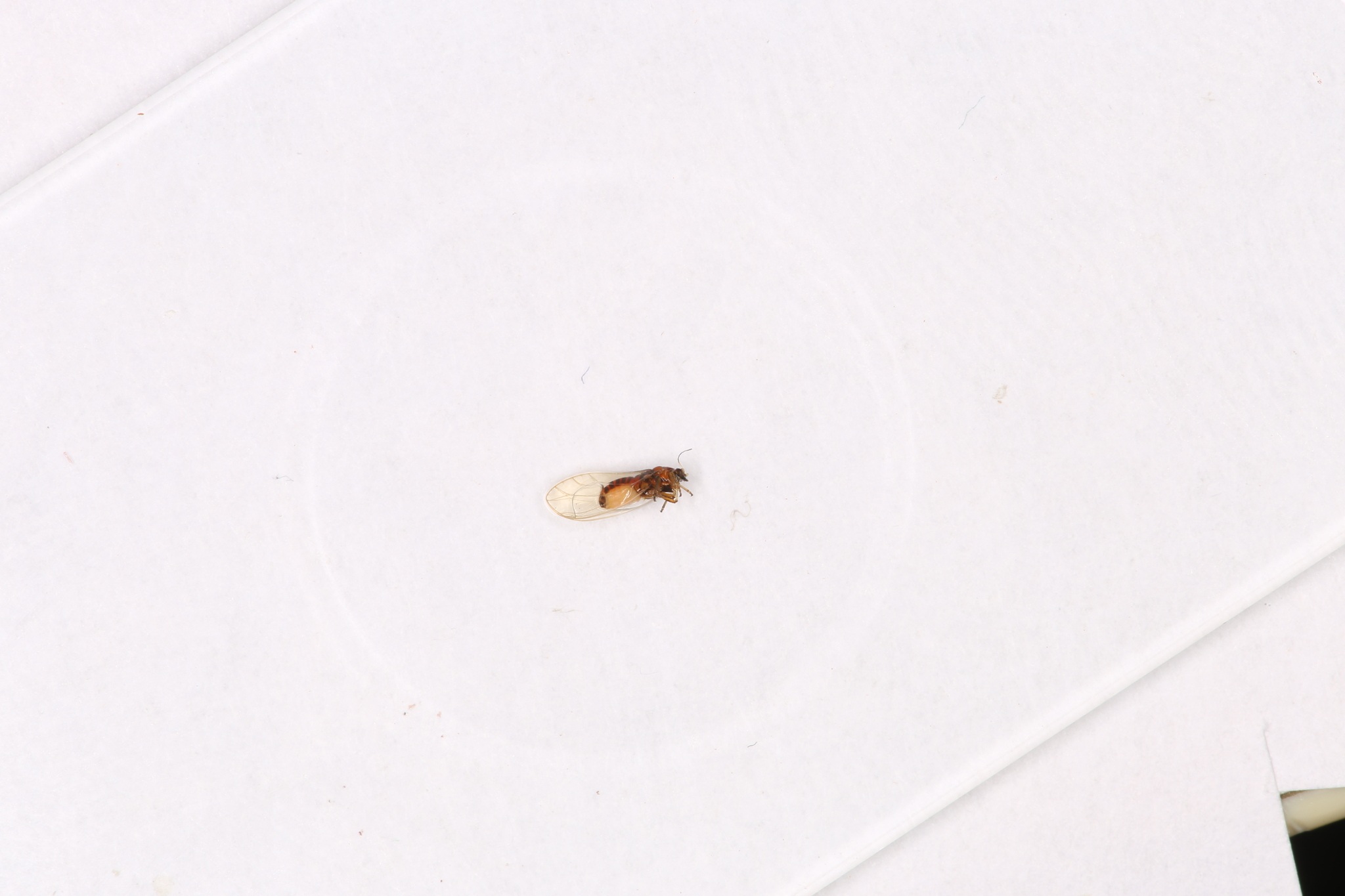 Bactericera albiventris