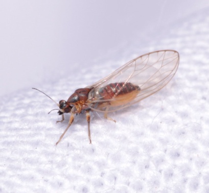 Bactericera albiventris