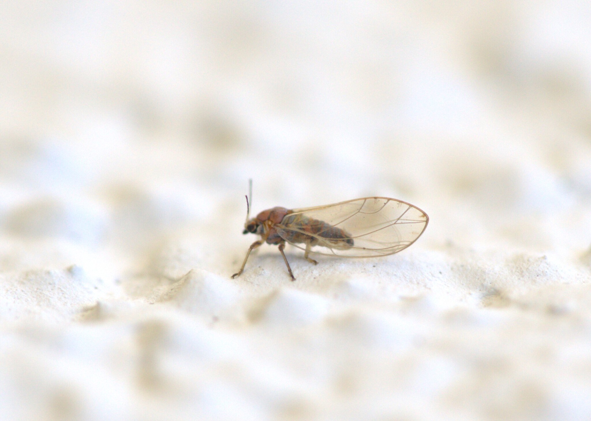 Bactericera albiventris