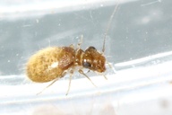 Lepinotus reticulatus