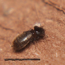 Lepinotus reticulatus
