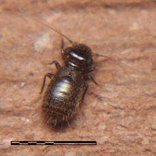 Lepinotus reticulatus