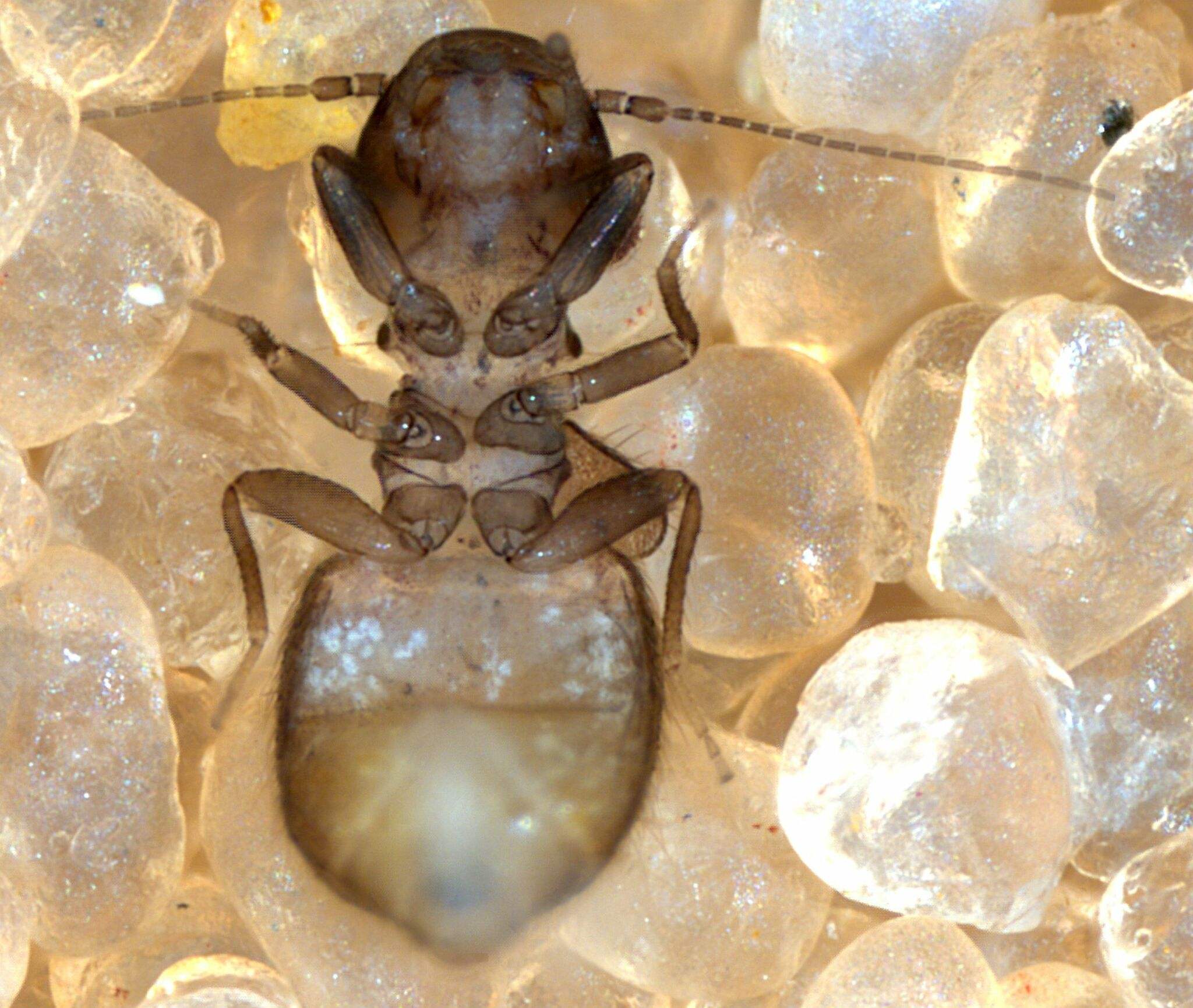 Lepinotus reticulatus