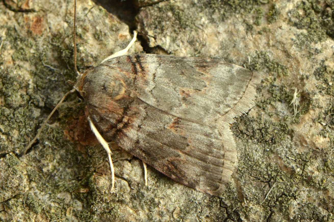 Garella musculana