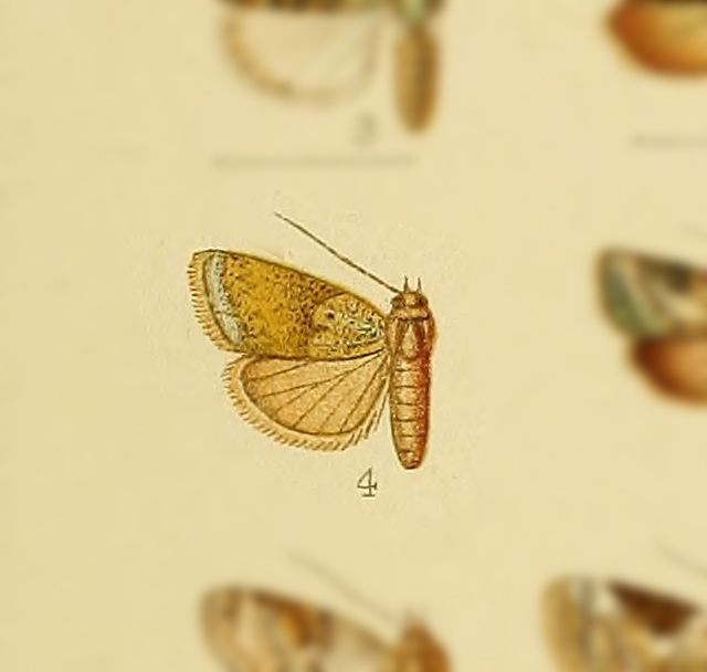 Garella musculana