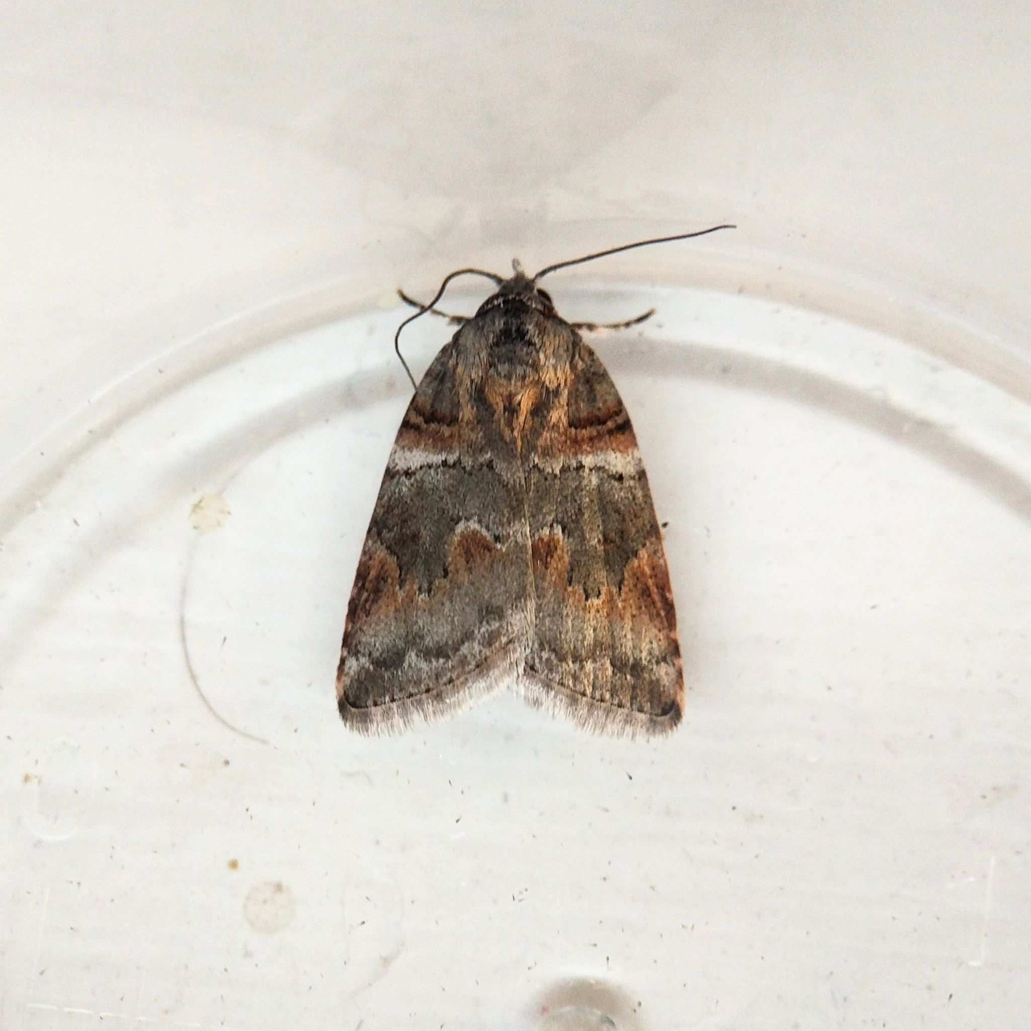 Garella musculana