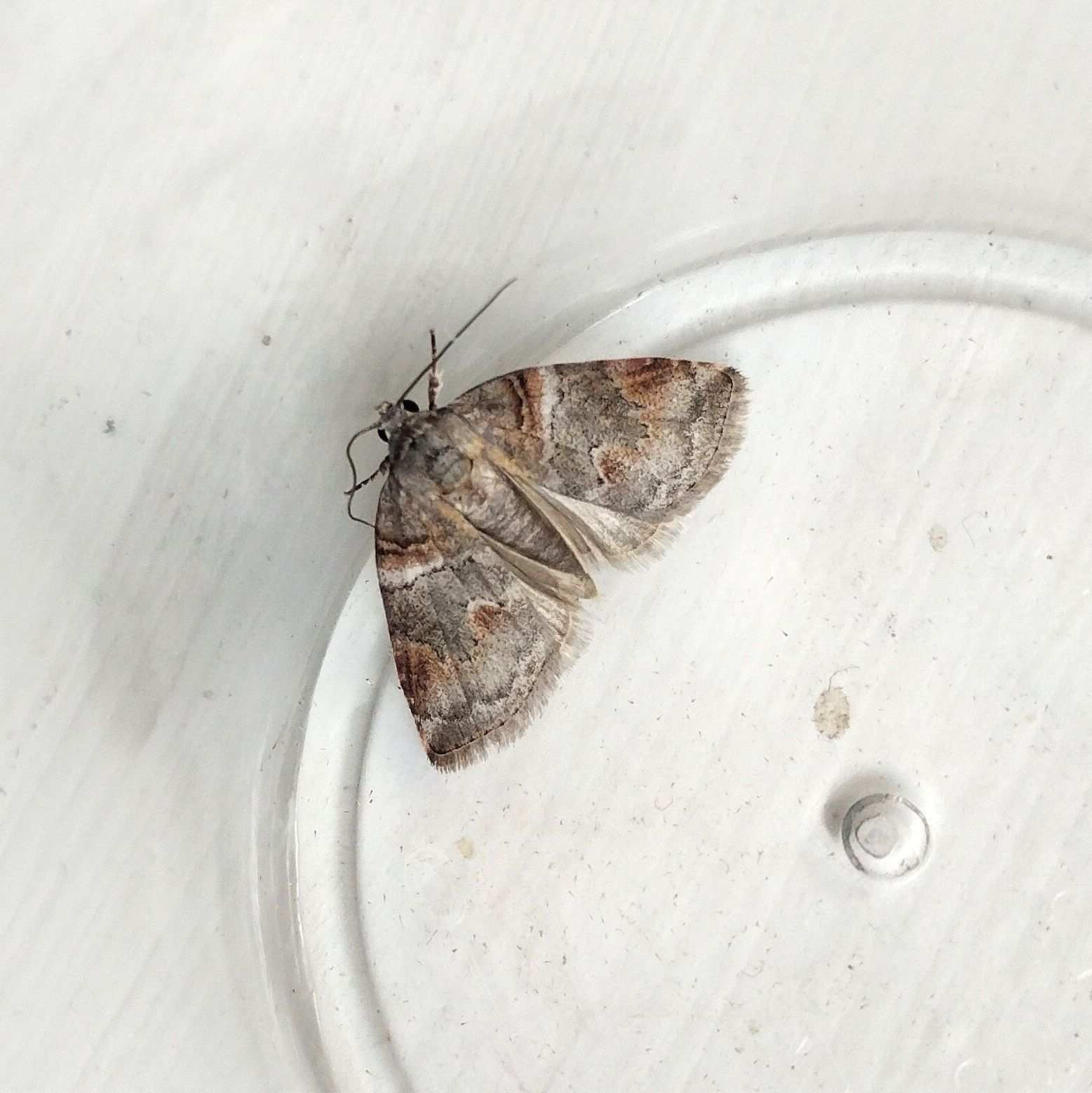 Garella musculana