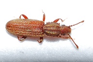 Oryzaephilus mercator