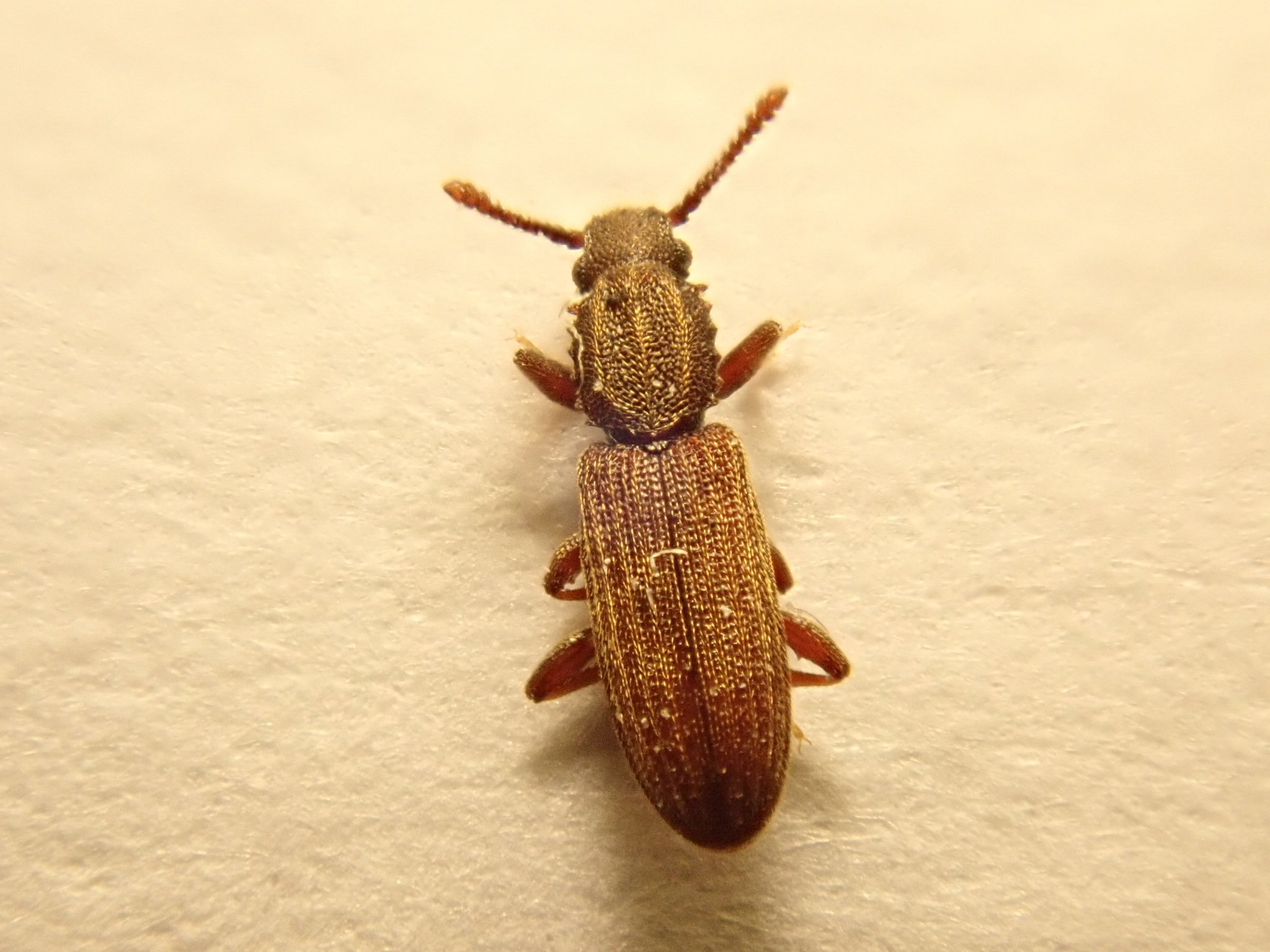 Oryzaephilus mercator