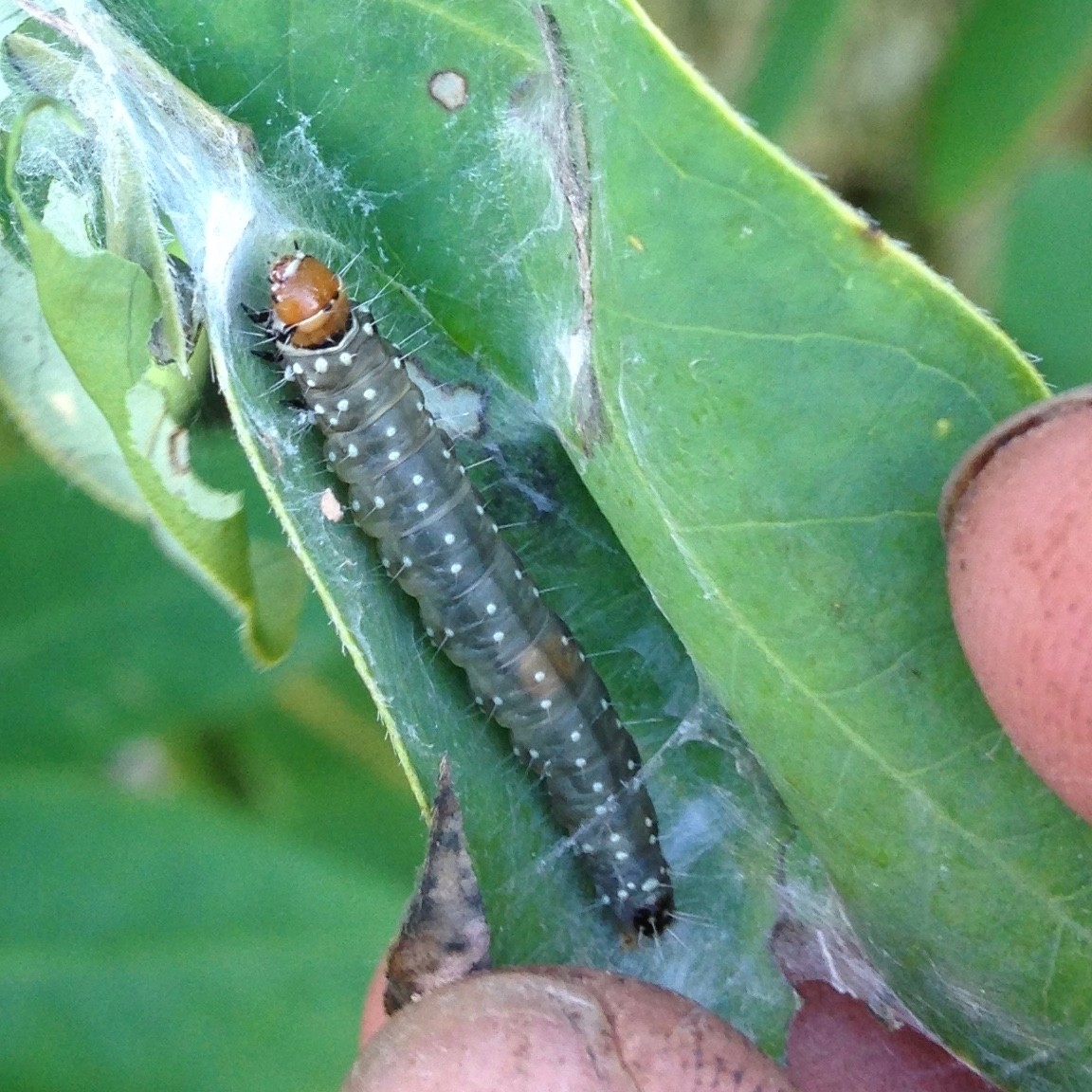 Choristoneura parallela