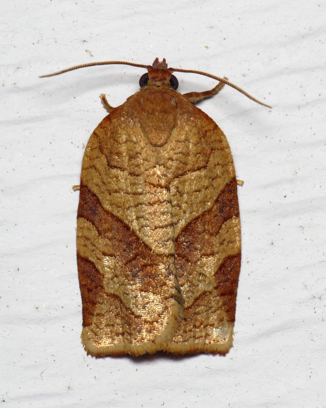Choristoneura parallela