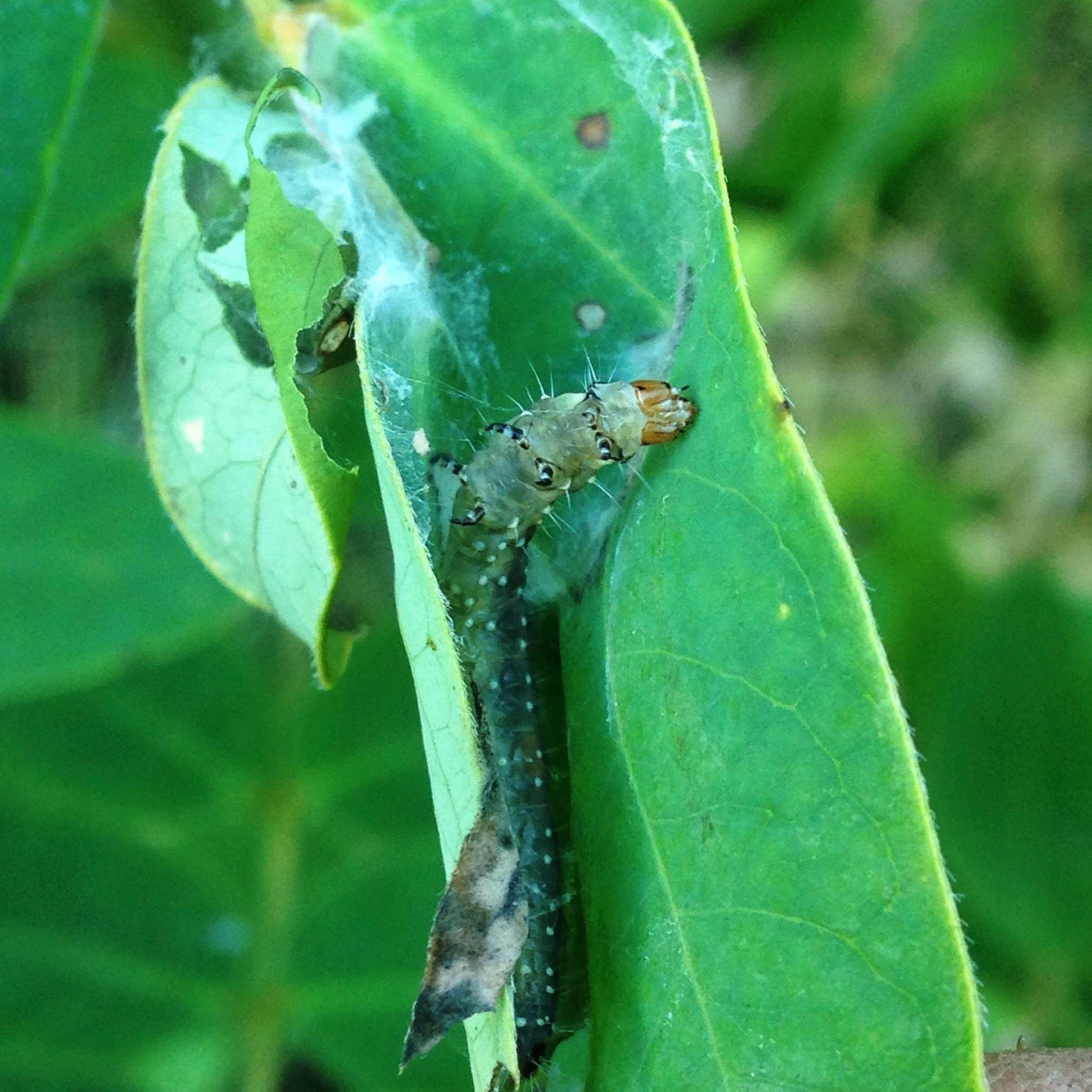 Choristoneura parallela