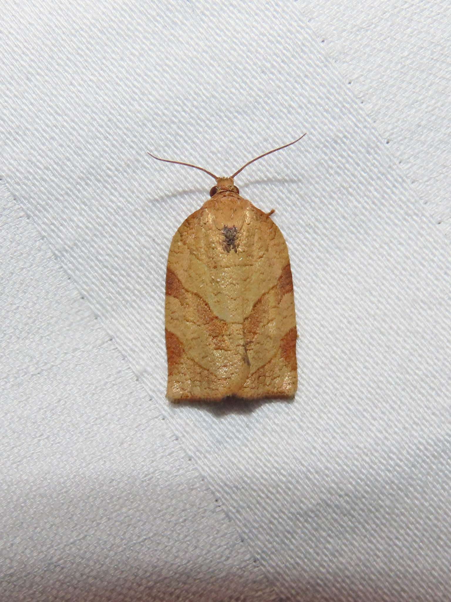 Choristoneura parallela