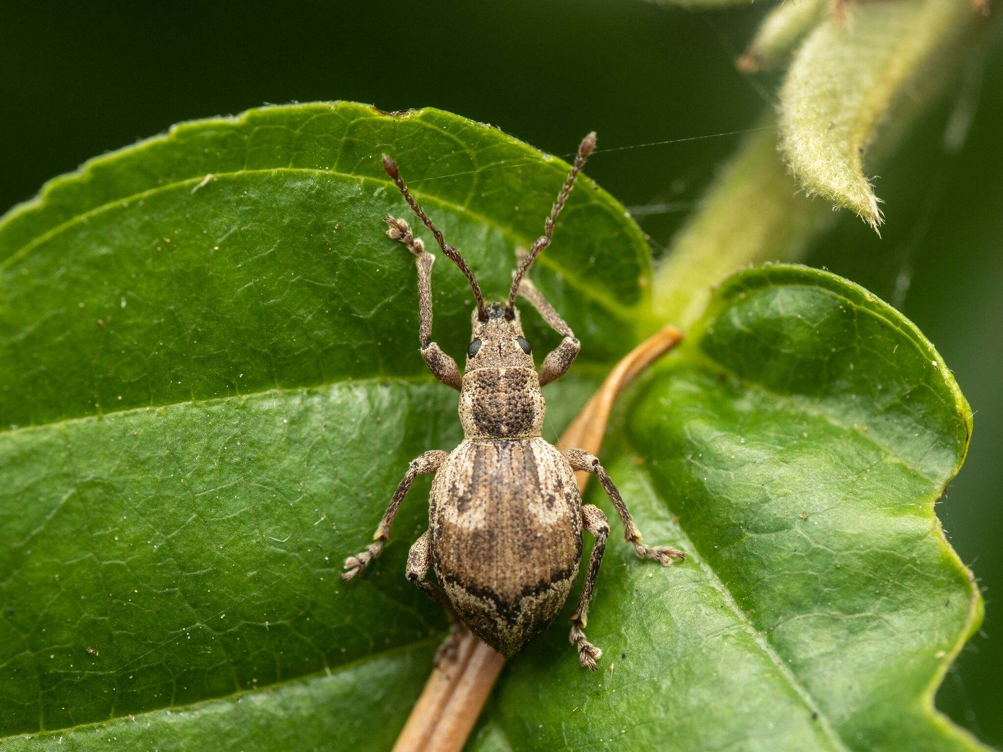 Sciopithes obscurus