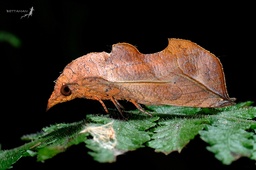 Oraesia excavata
