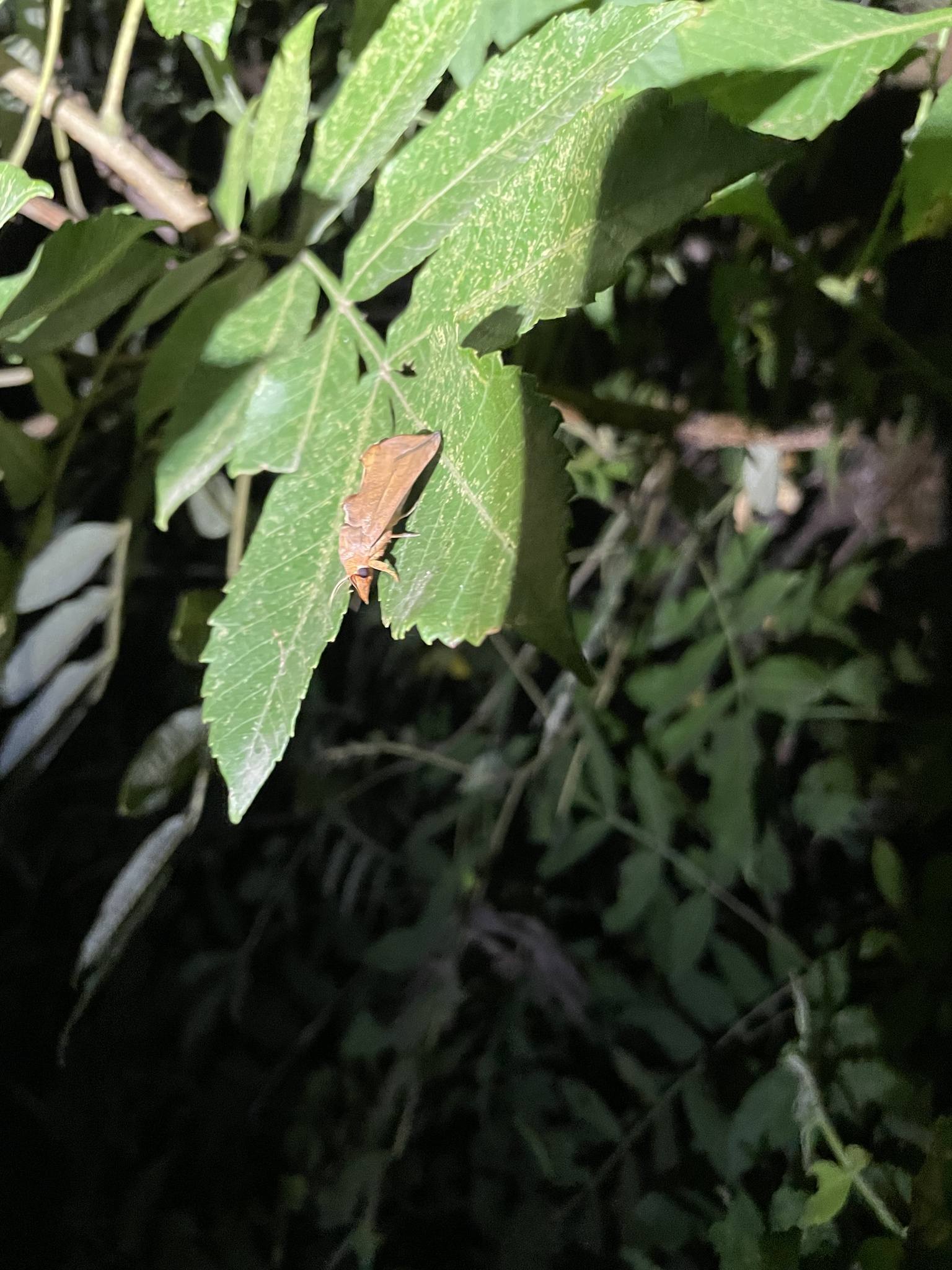 Oraesia excavata