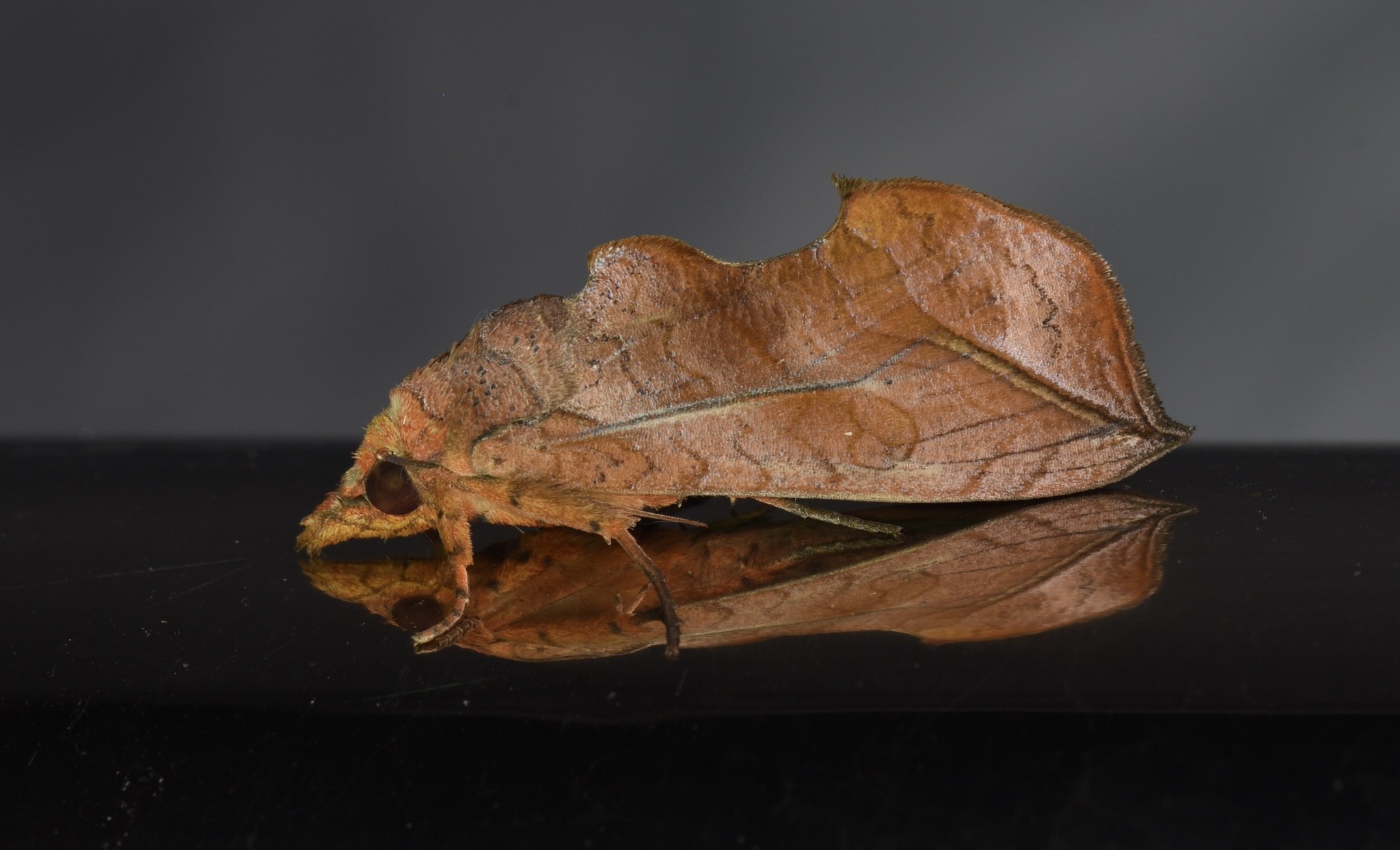 Oraesia excavata