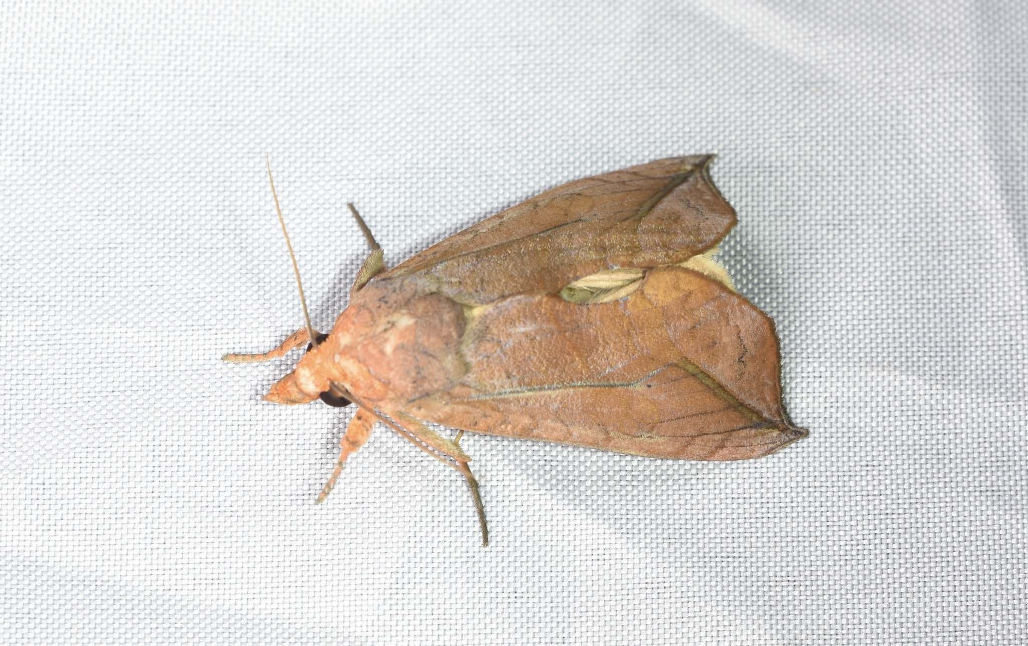 Oraesia excavata