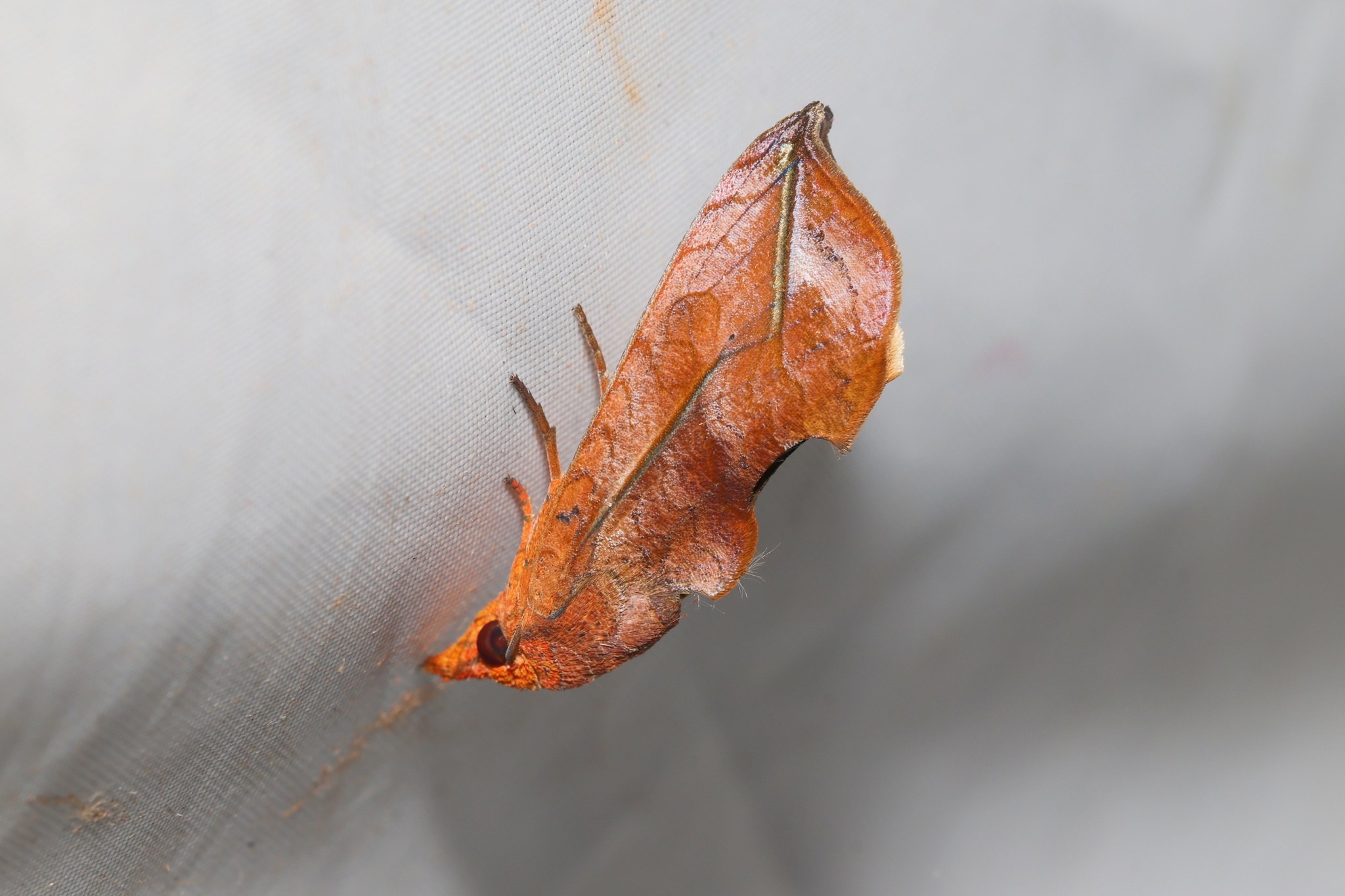 Oraesia excavata