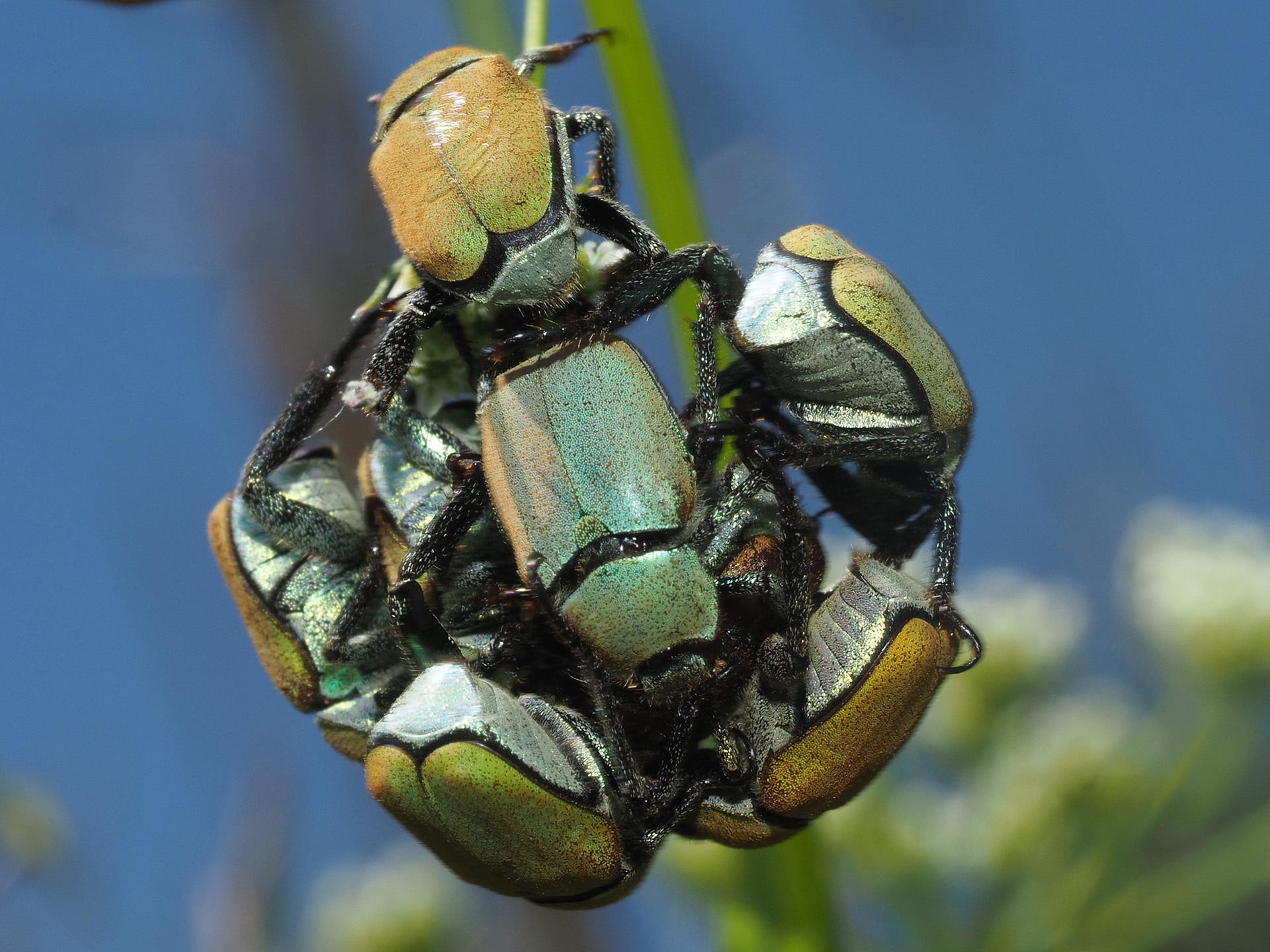 Hoplia