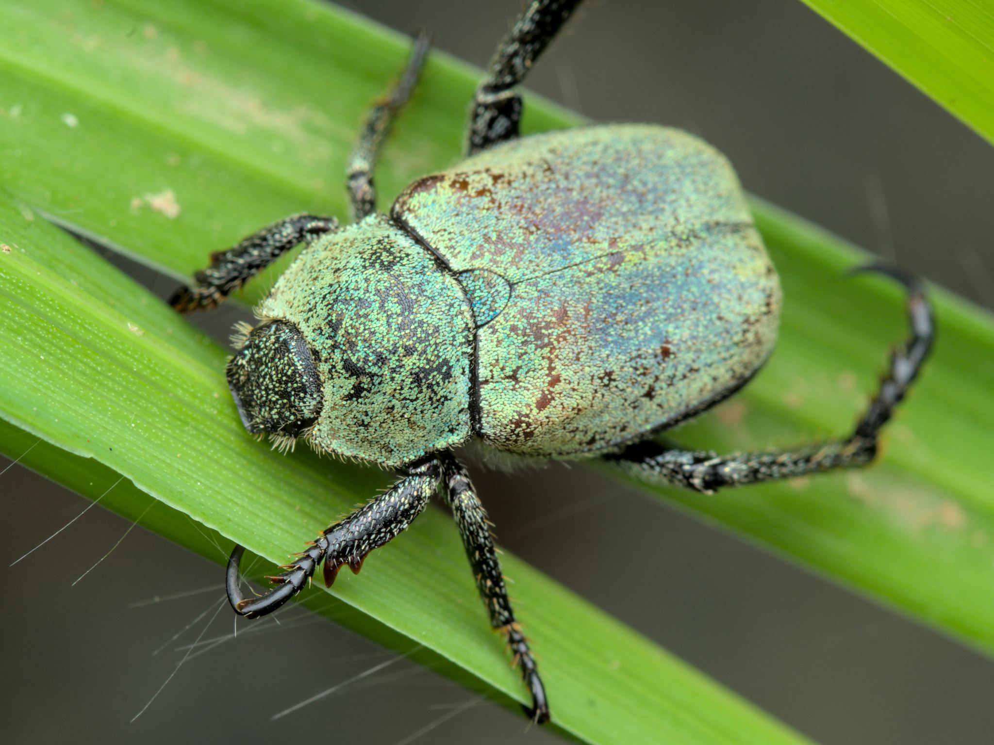 Hoplia