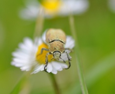 Hoplia