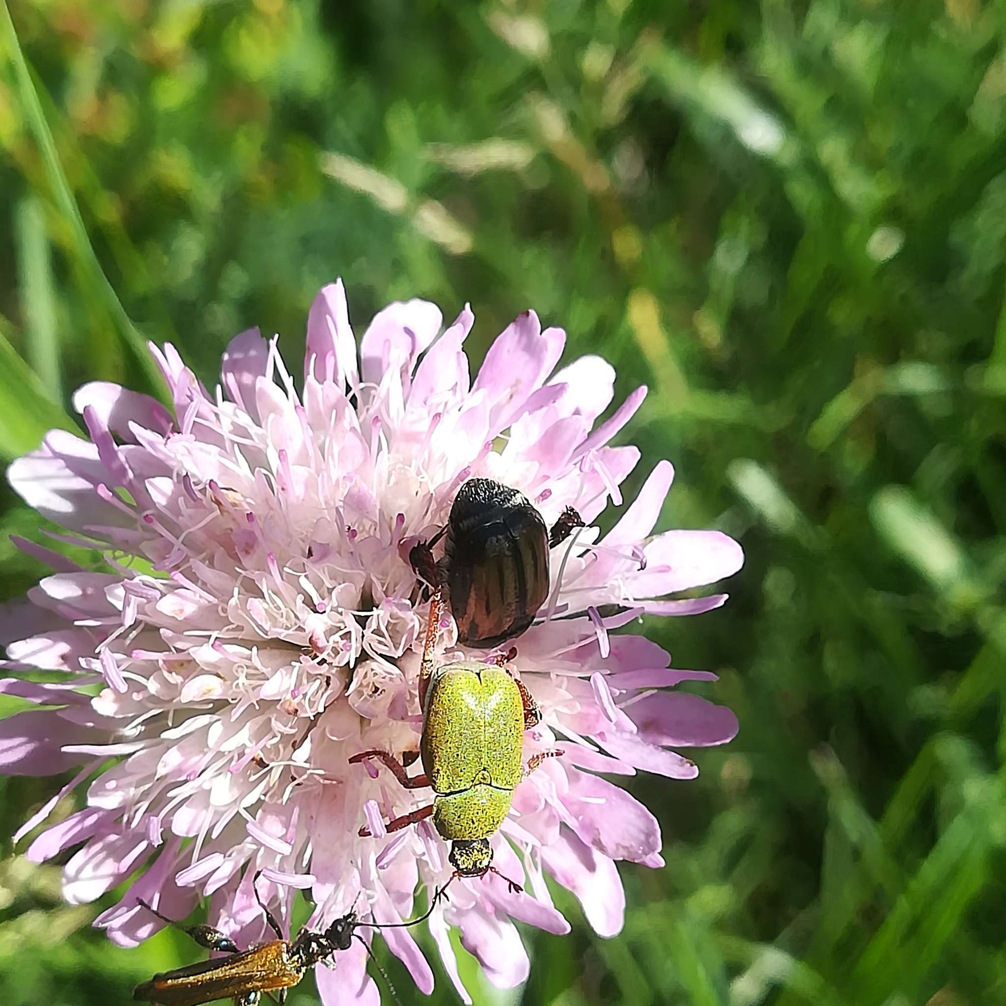 Hoplia