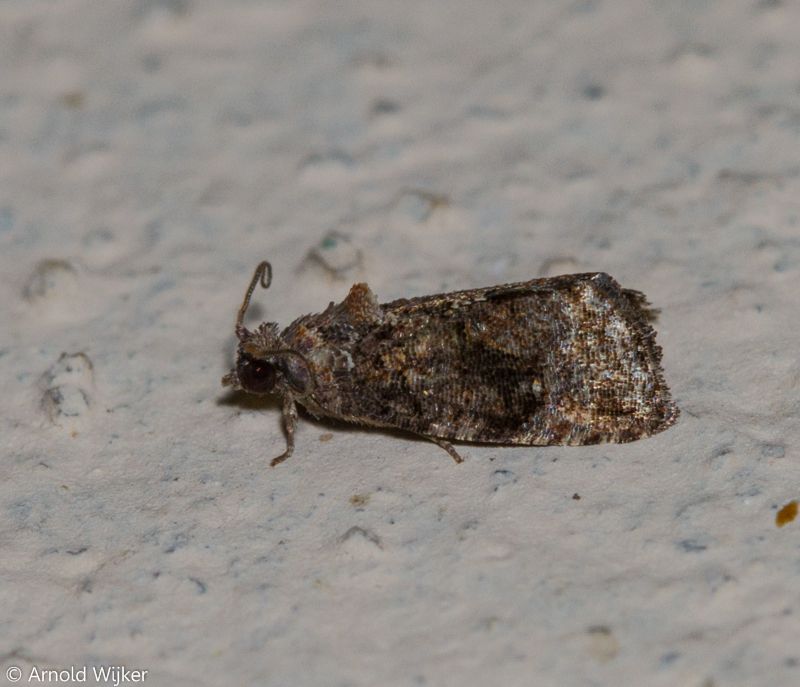 Gymnandrosoma aurantianum