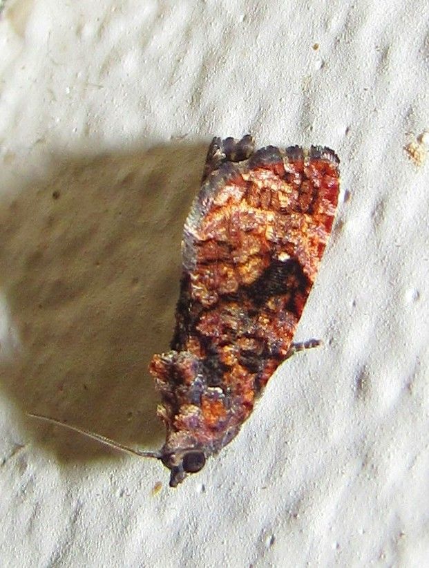 Gymnandrosoma aurantianum
