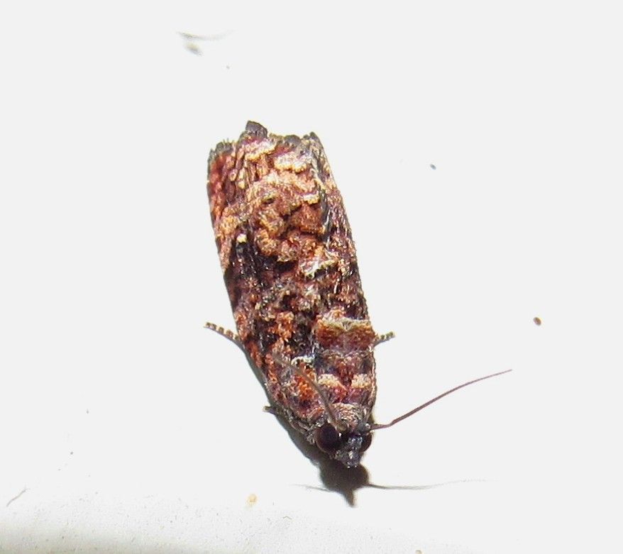 Gymnandrosoma aurantianum