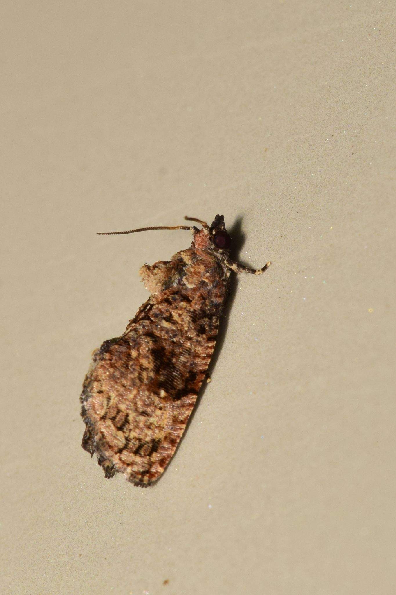 Gymnandrosoma aurantianum