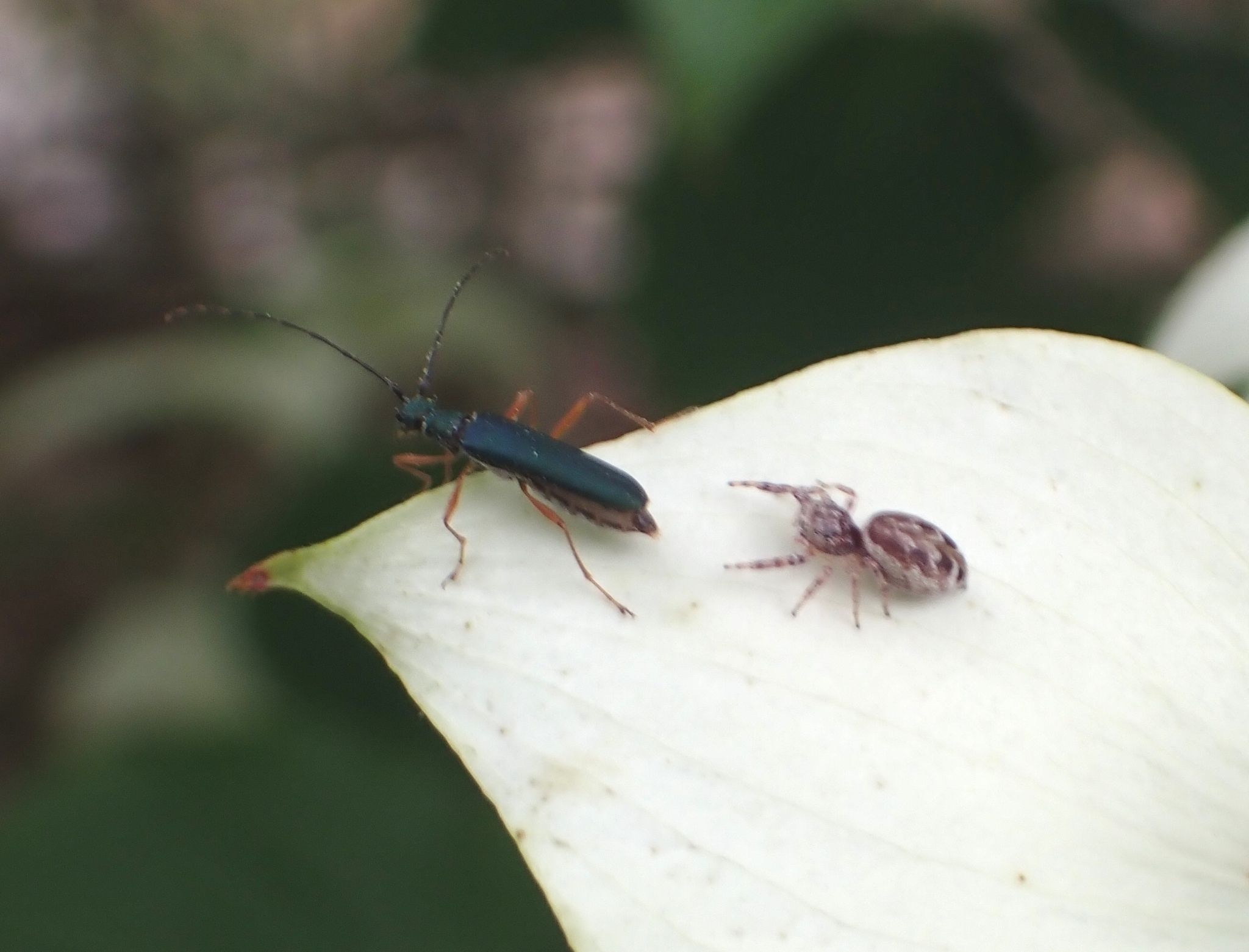 Encyclops caerulea