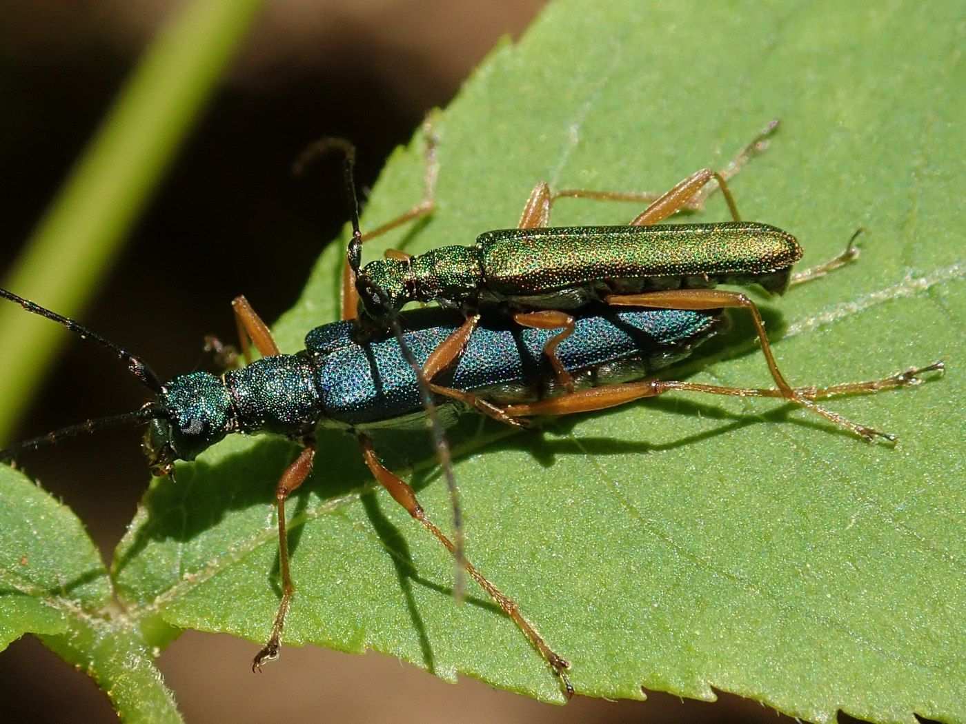 Encyclops caerulea