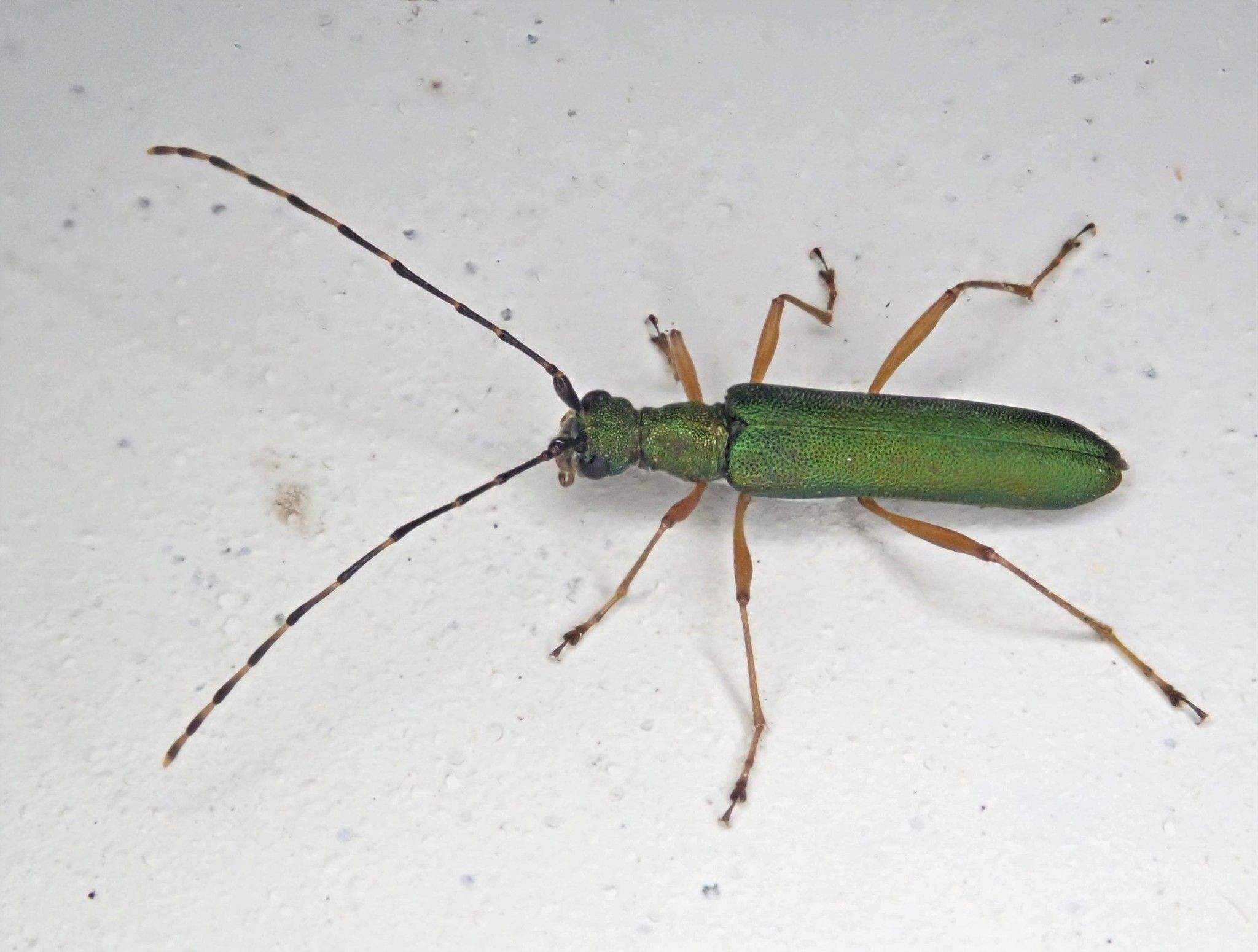 Encyclops caerulea