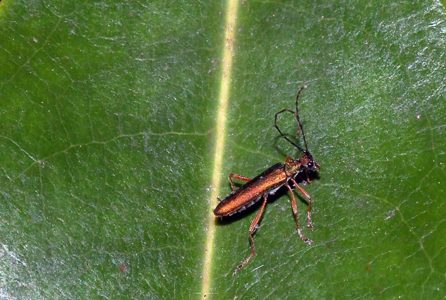 Encyclops caerulea