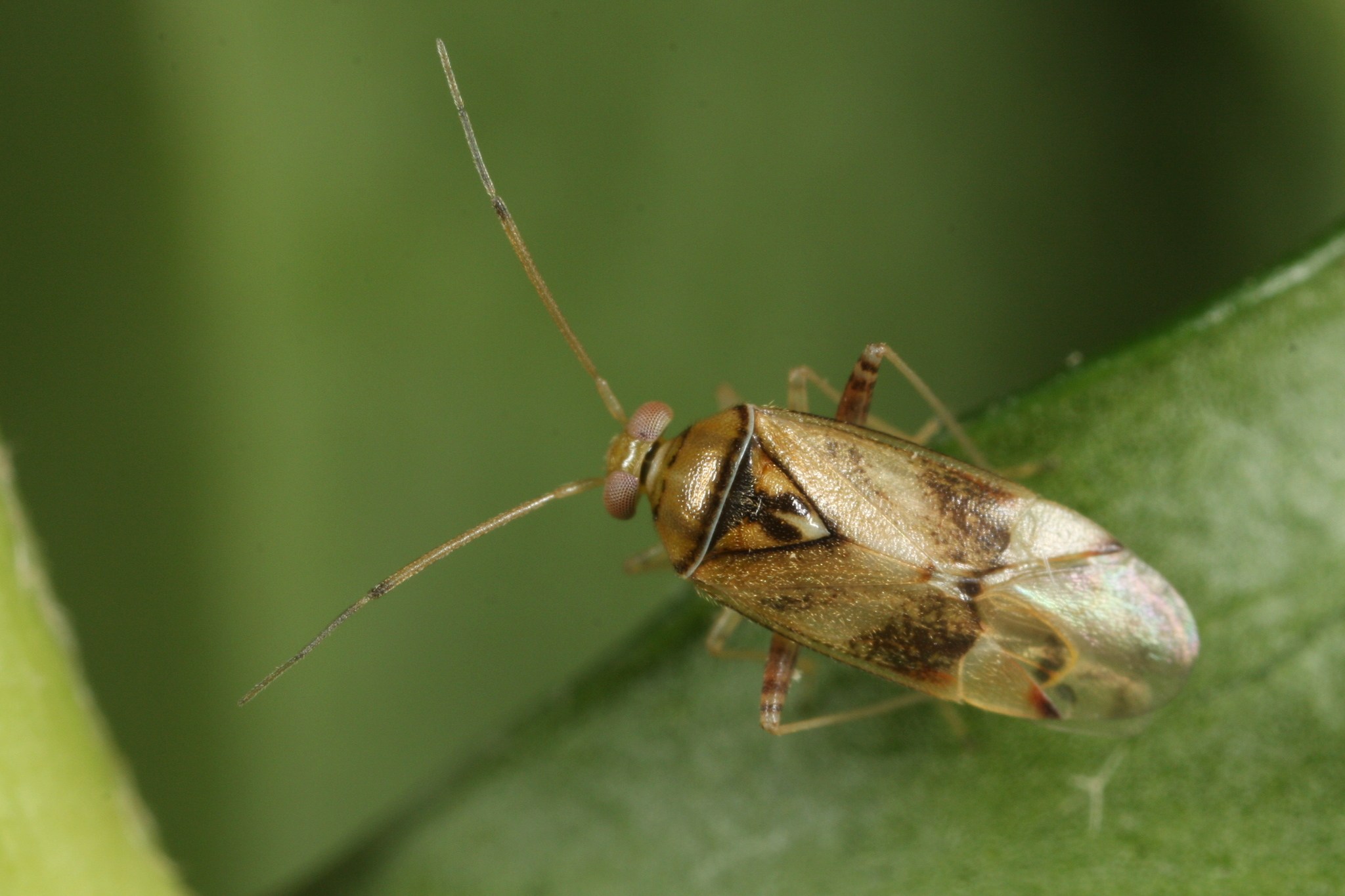 Pinalitus
