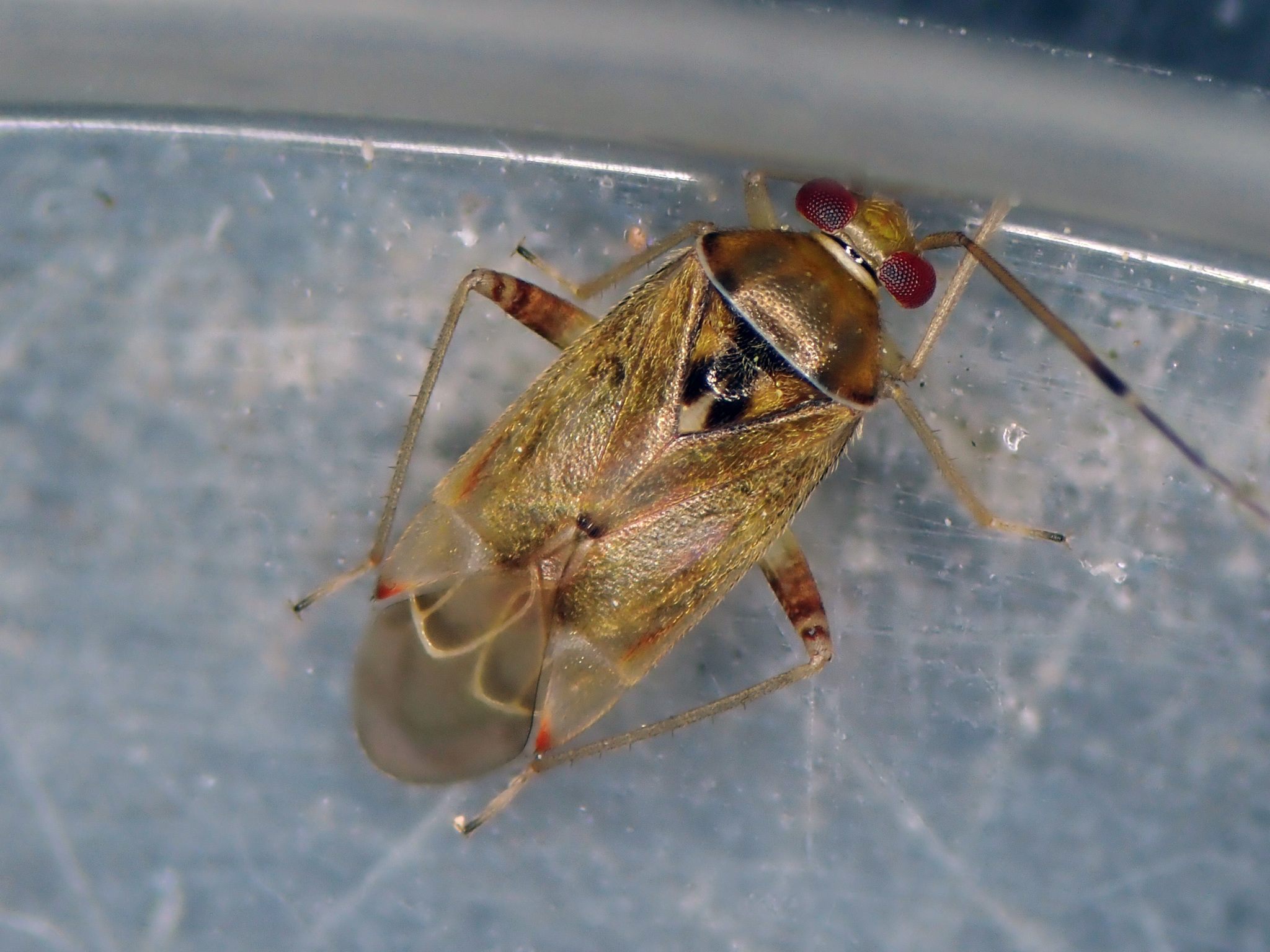 Pinalitus