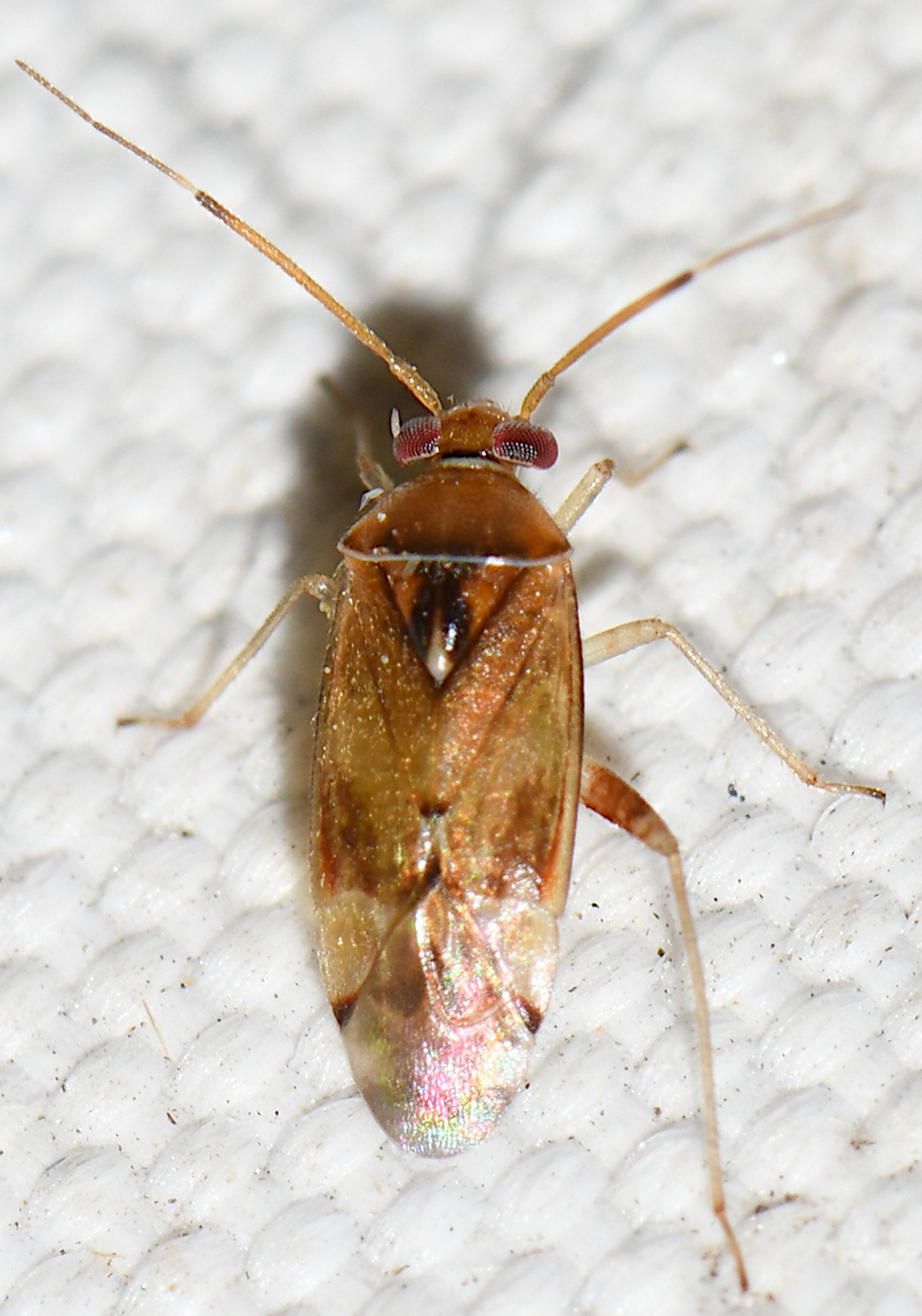 Pinalitus
