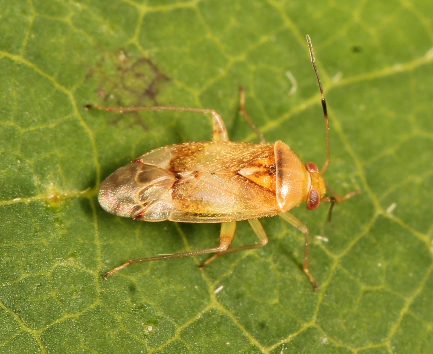 Pinalitus