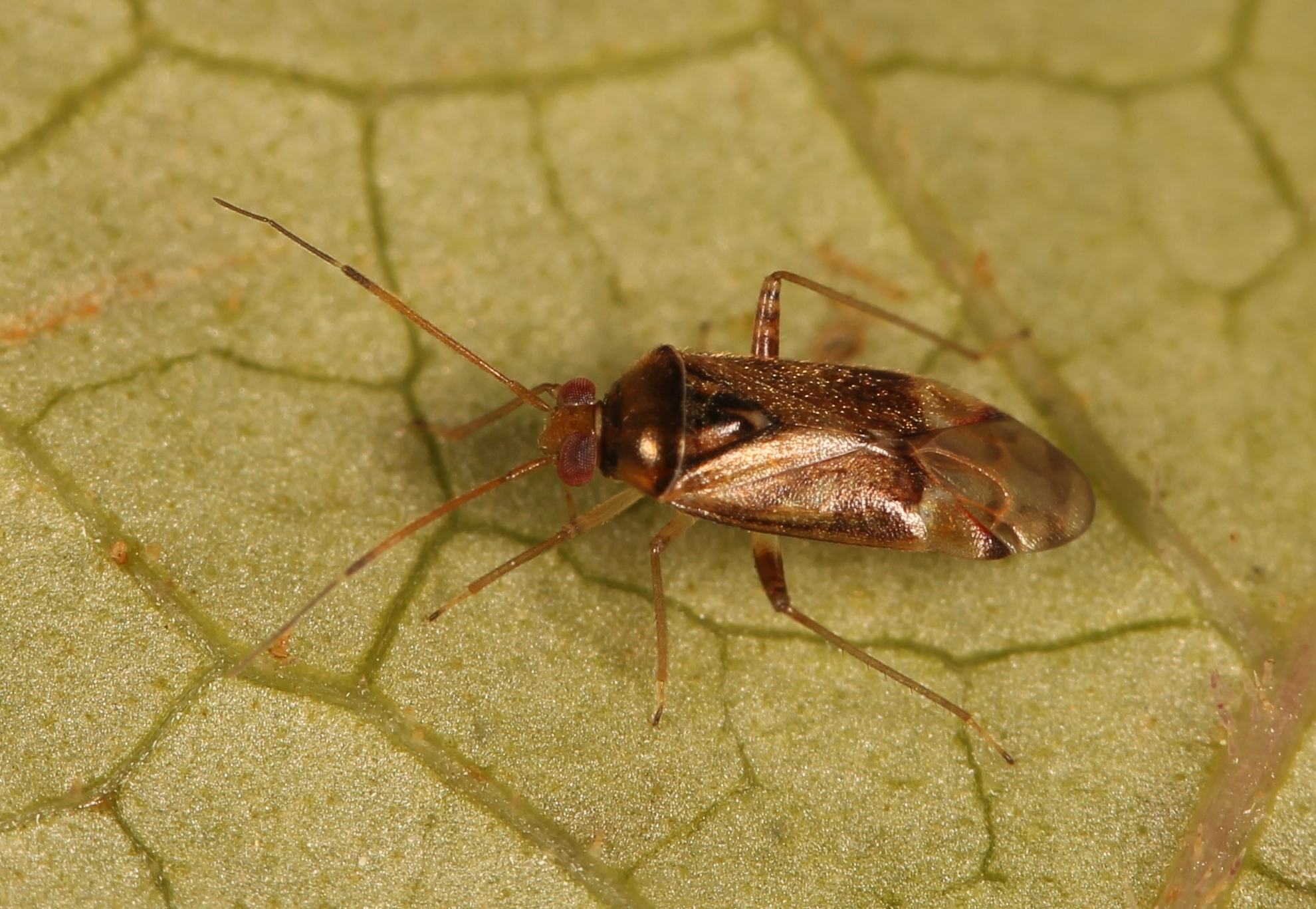 Pinalitus