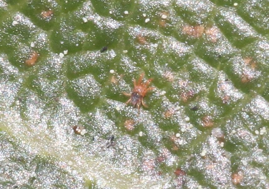 Oligonychus punicae