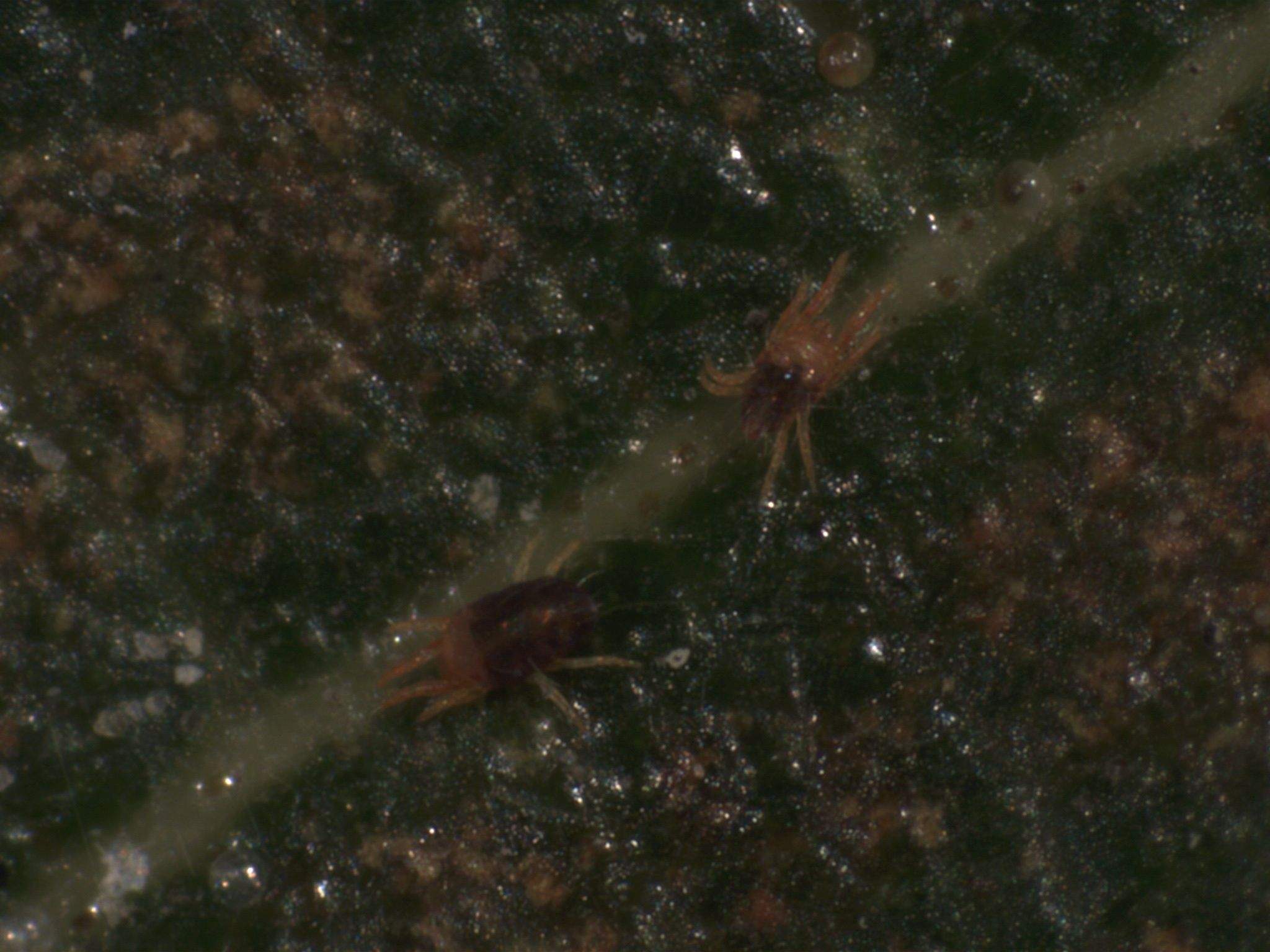 Oligonychus punicae