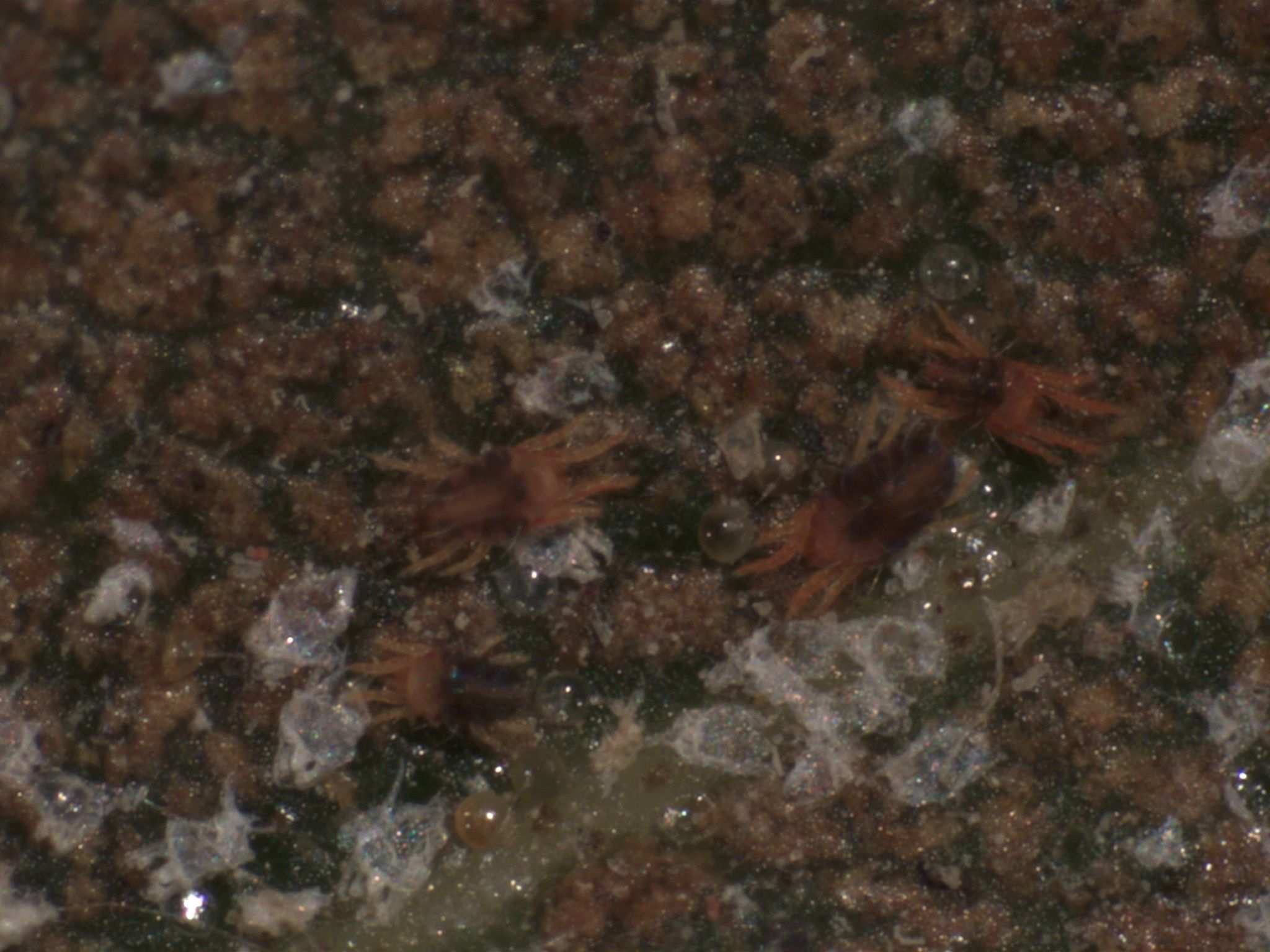Oligonychus punicae