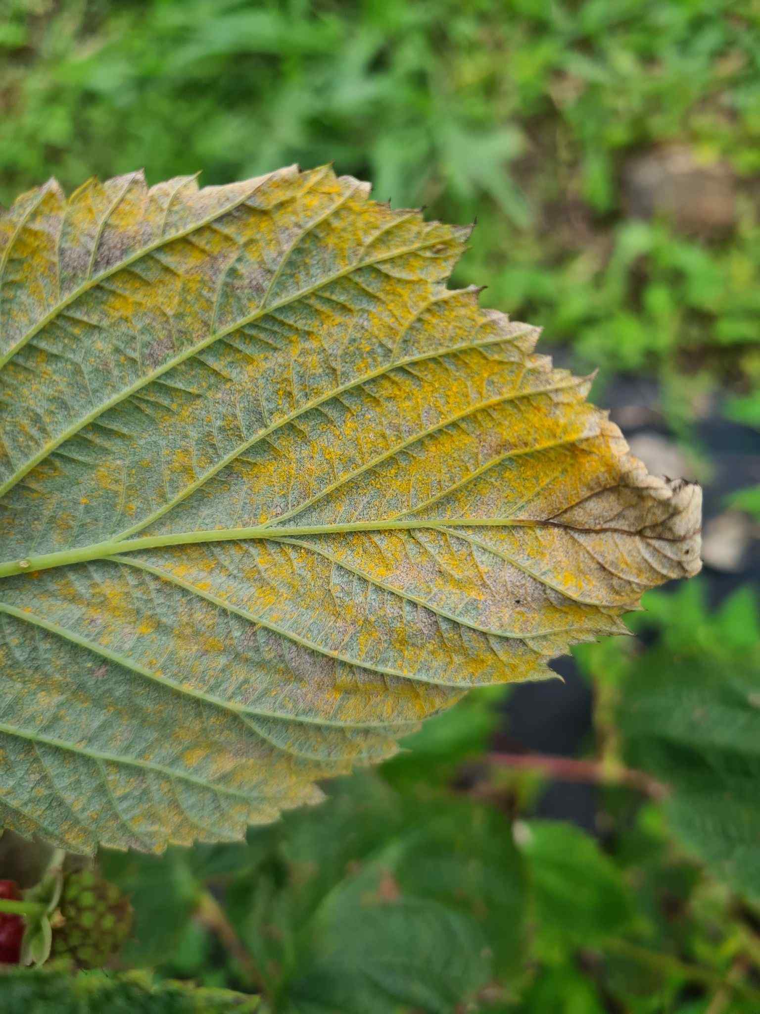 Aculeastrum americanum