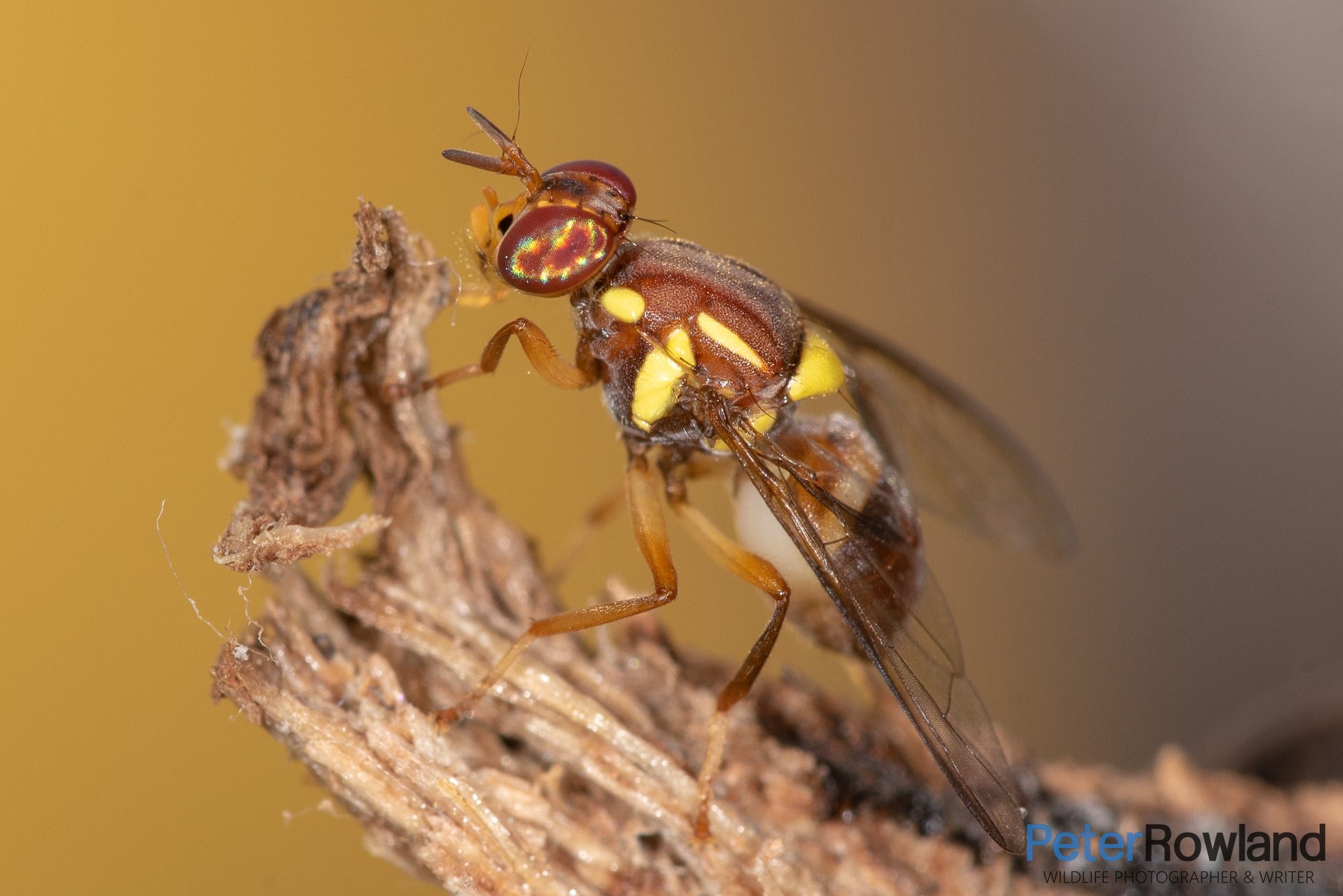 Bactrocera tryoni