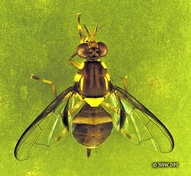 Bactrocera tryoni