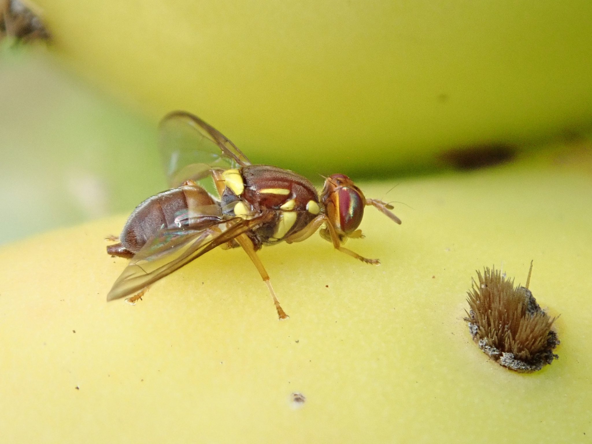 Bactrocera tryoni