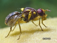 Bactrocera tryoni