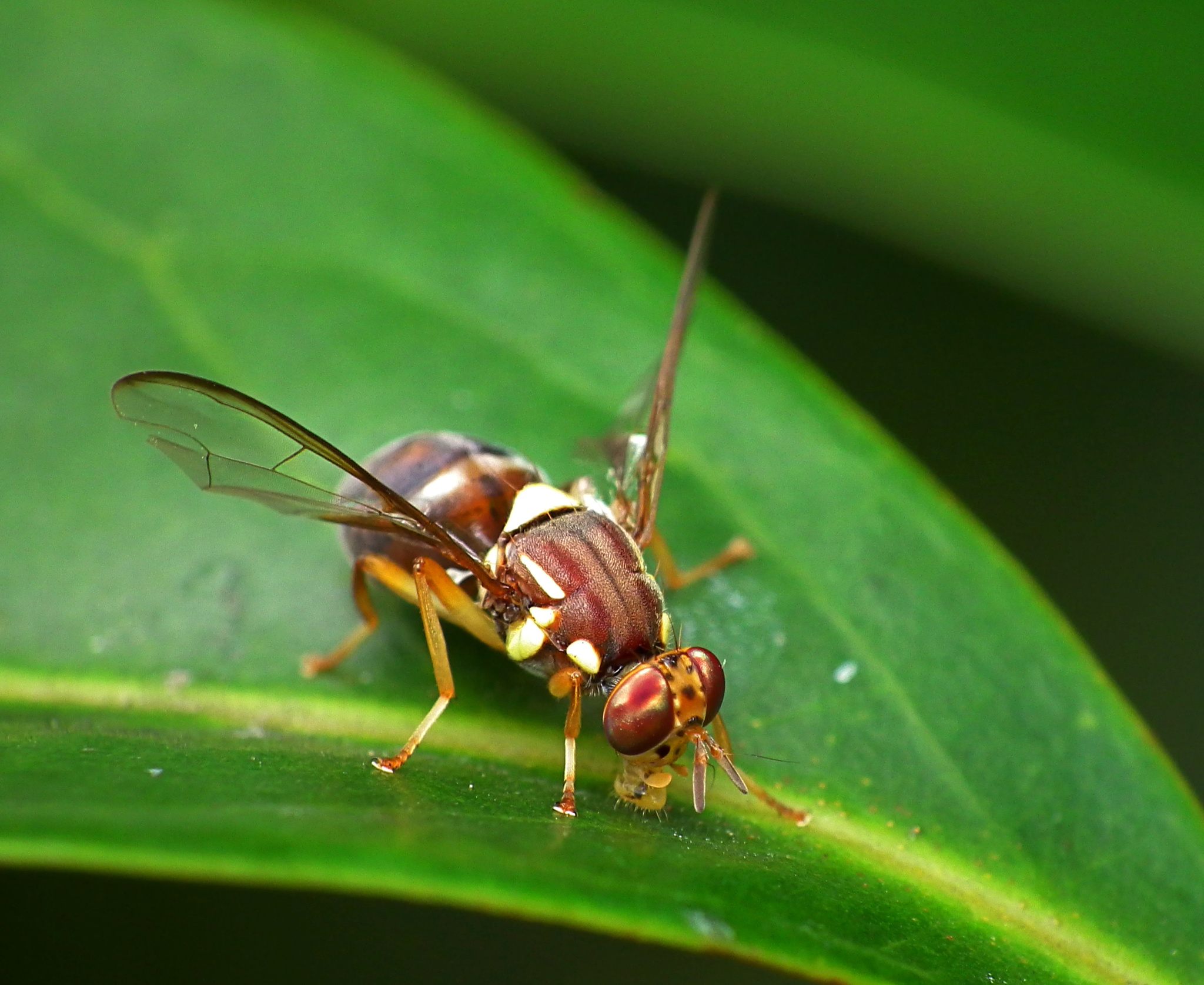 Bactrocera tryoni